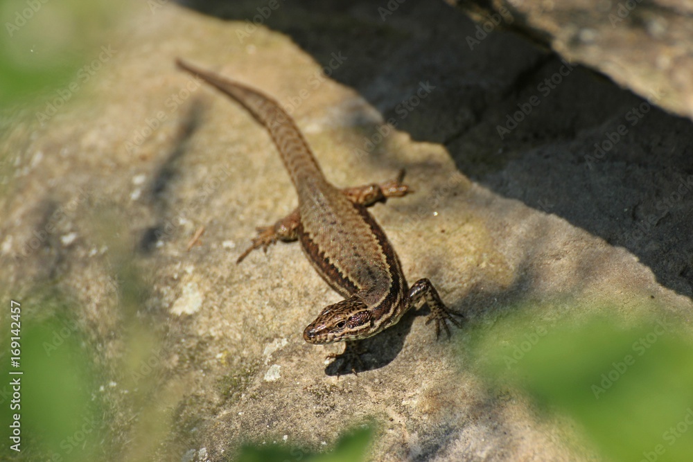 Naklejka premium Weibliche Mauereidechse (Podarcis muralis brongniardii)