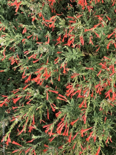 red flowered brittlebrush bush photo