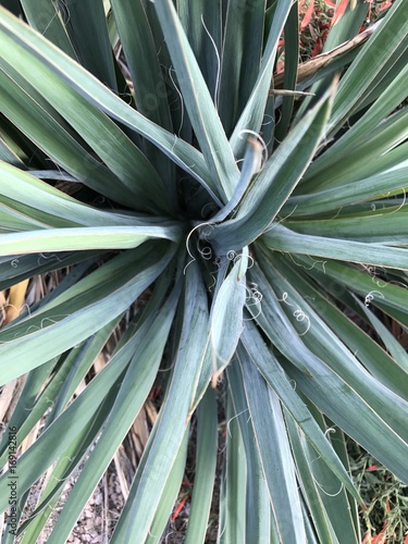 our lord's candle yucca