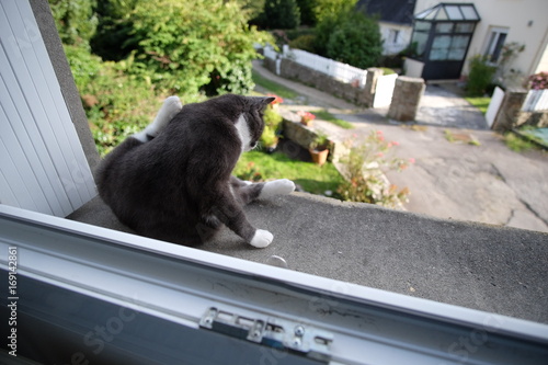 Chat à la fenêtre
