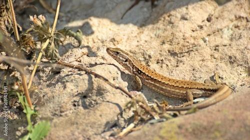 Weibliche Mauereidechse (Podarcis muralis brongniardii)