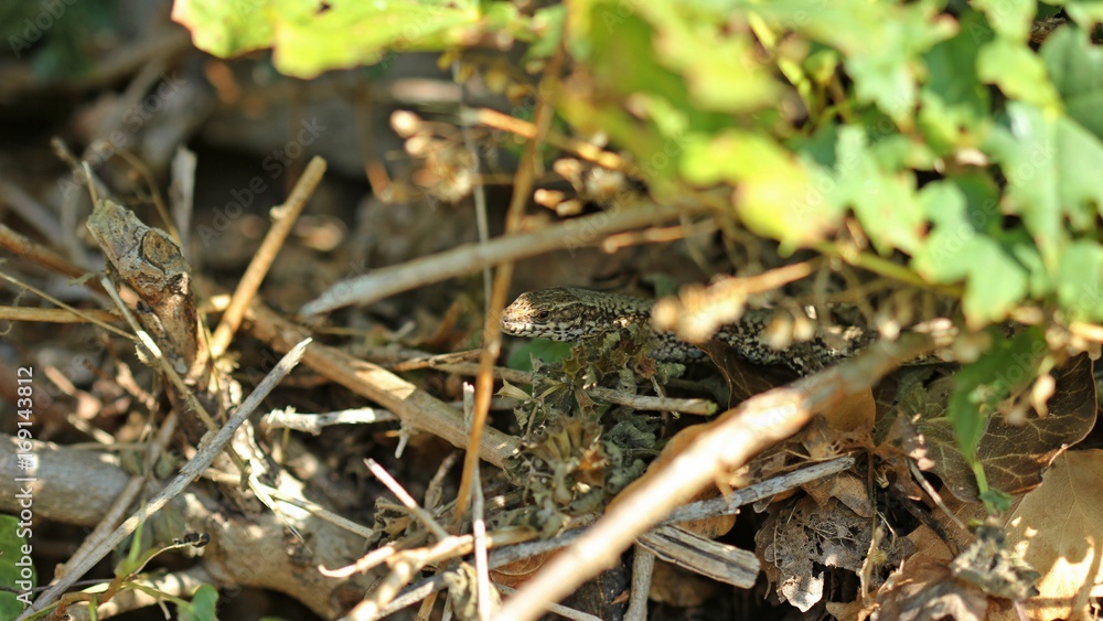 Männliche Mauereidechse (Podarcis muralis brongniardii)
Männliche Mauereidechse (Podarcis muralis brongniardii)