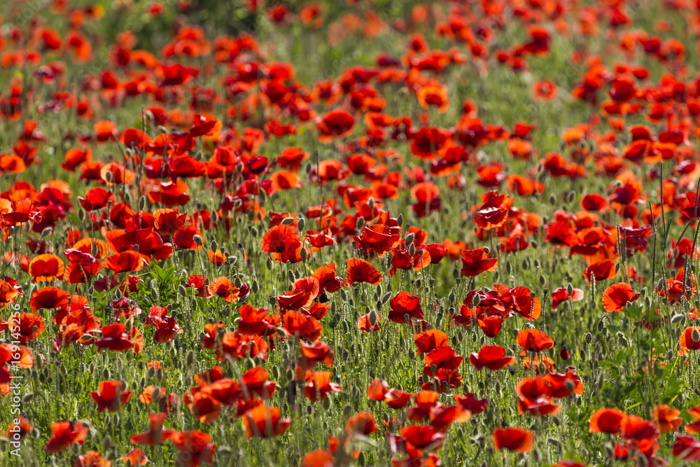 Red poppy fllowers in a spring meadow