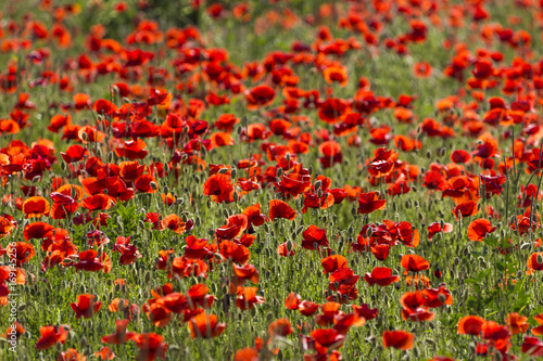 Red poppy fllowers in a spring meadow