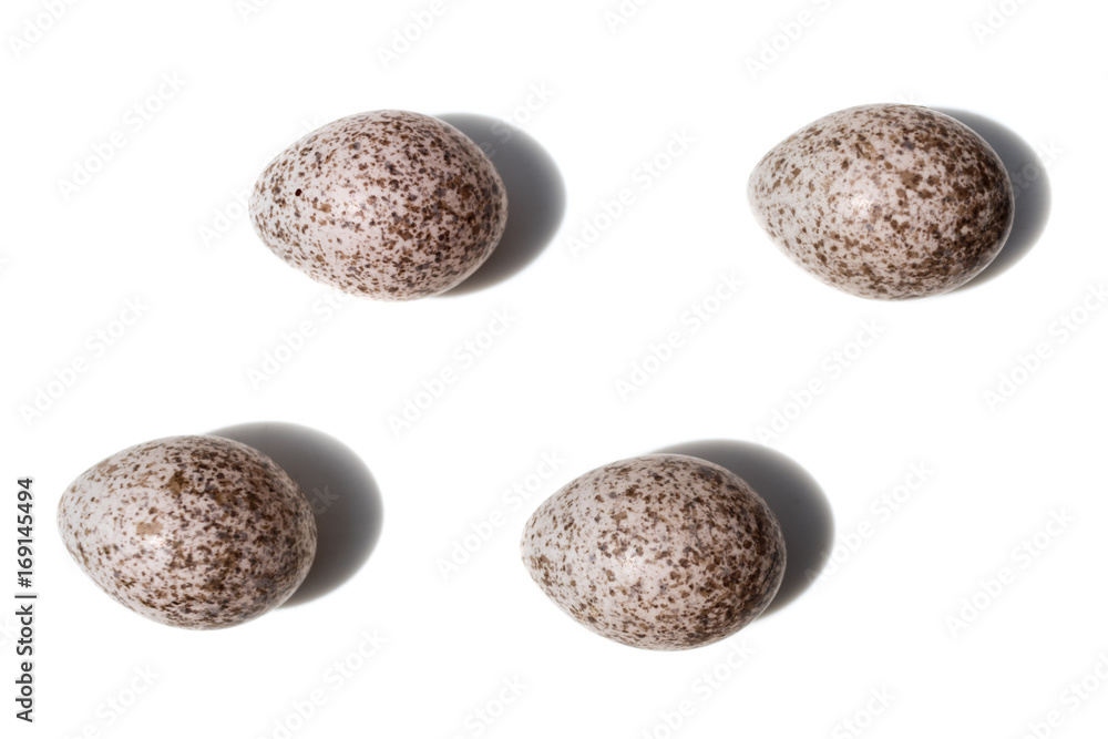 Locustella luscinioides. The eggs of the Savi's Warbler in front of white background, isolated.. Locustella luscinioides. The eggs of the Savi's Warbler in front of white background, isolated..