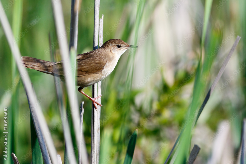 Savi's Warbler (Locustella luscinioides) Savi's Warbler (Locustella luscinioides)