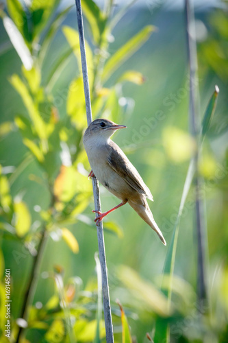 Foto Savi's Warbler (Locustella luscinioides)