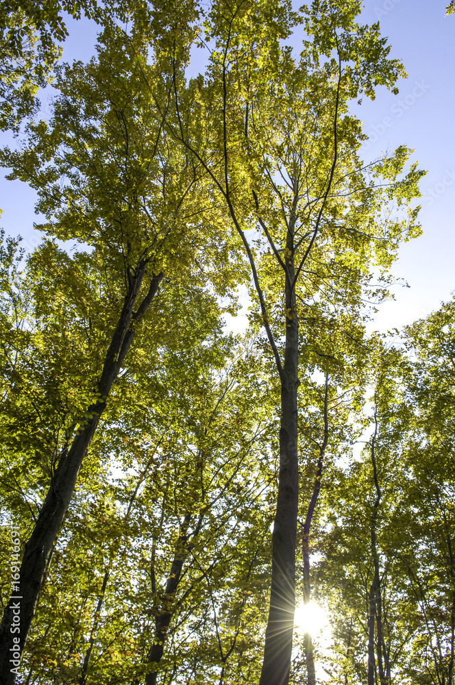 Fototapeta premium Buchenwald, Rotbuche