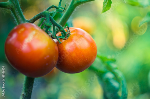 growing tomatoes red with green on bush