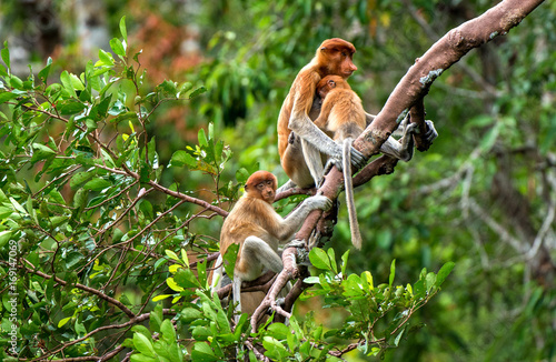 A female proboscis monkey (Nasalis larvatus) with a cub in a natural habitat. Long-nosed monkey, known as the bekantan in Indonesia. Endemic to the southeast Asian island of Borneo. Indonesia