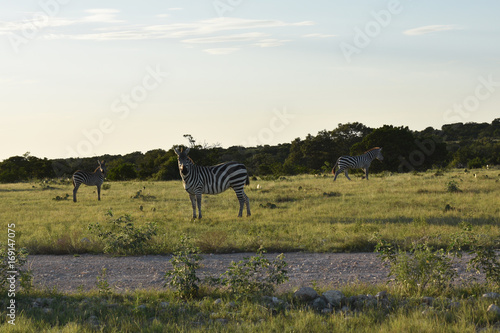 Zebra Portrait at sunset