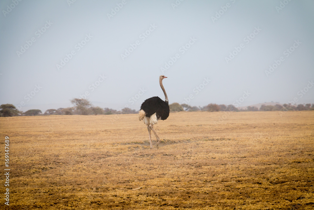 Naklejka premium A beautiful Ostrich in Savannah plains in Ngorongoro