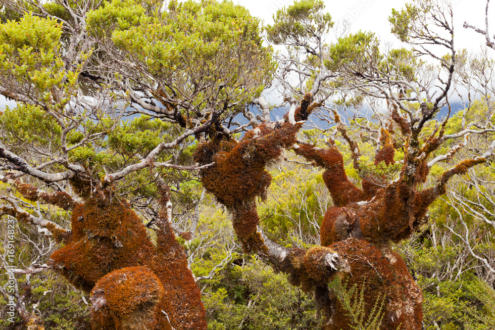 Fototapeta premium Mountain beech rain forest in Fjordland NP NZ