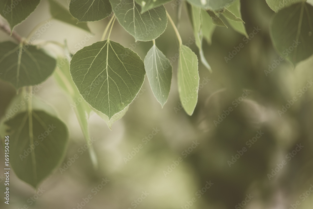 Soft Light on Trembling Aspen leaves Soft Light on Trembling Aspen leaves