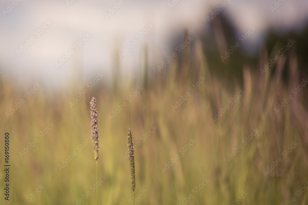 Fototapeta premium Timothy Grass Seedheads and Grassland