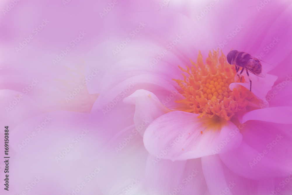 colorful of dahlia and green leaf with sun light,isolated on pink colorful of dahlia and green leaf with sun light,isolated on pink