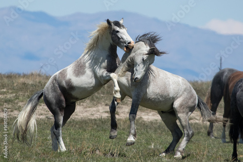 Wild mustang horses sparing in the desert © Wesley Aston