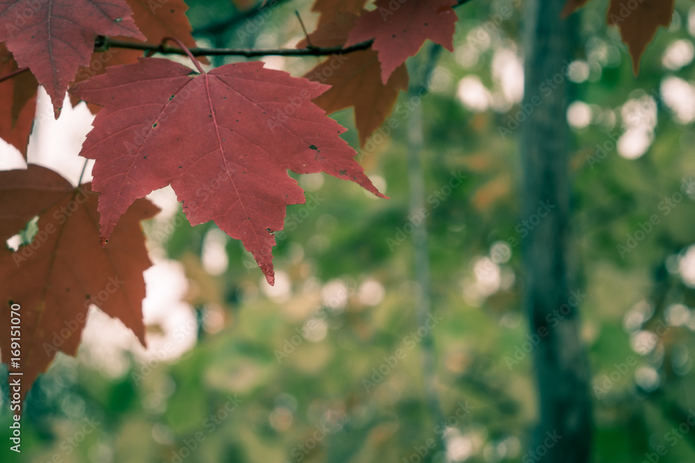 Fototapeta premium Close View of Red Maple Leaves