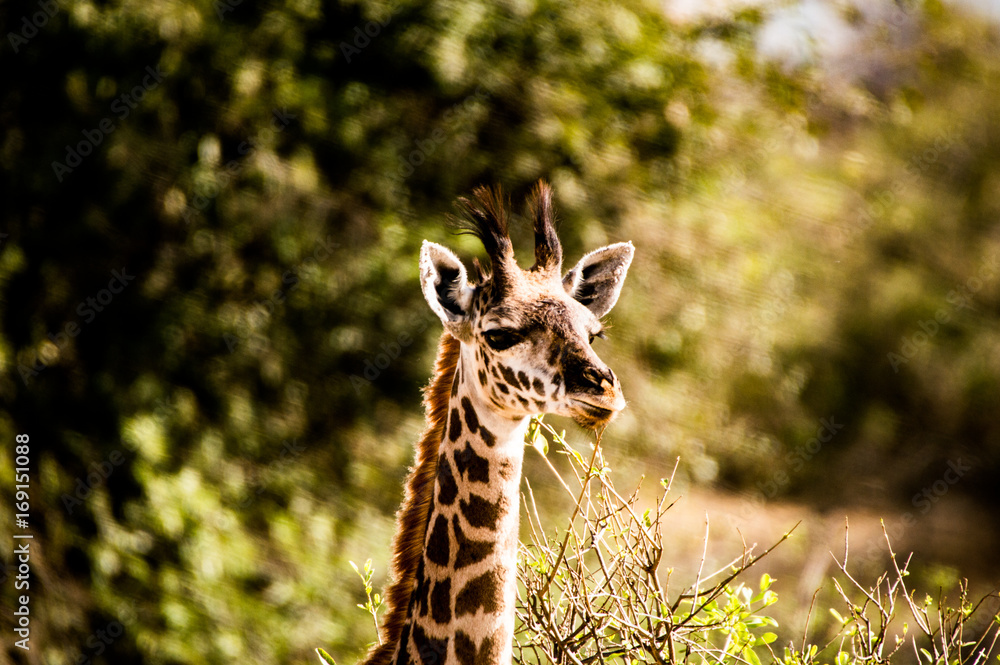 Fototapeta premium Giraffe head against a green background with trees