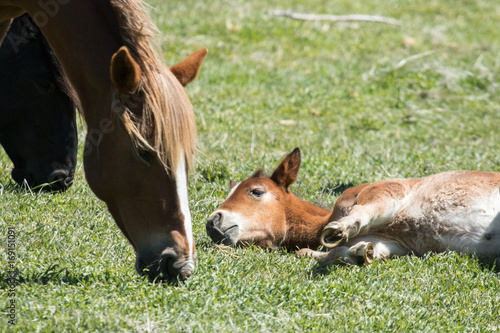Young wild mustang laying in grass