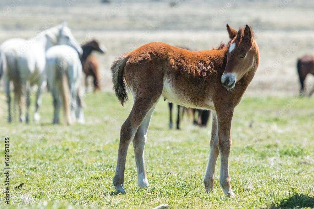 Wild mustang foal with herd in field Wild mustang foal with herd in field