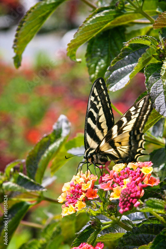 Eastern tiger swallowtail butterfly sipping nectar from latana flower blossoms photo