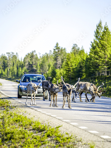 Rentiere auf Strasse, Schweden, Norrland, Lappland