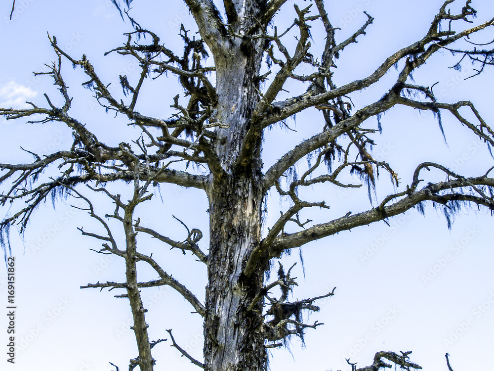 Storfjället, Ajaure, Schweden, Norrland, Lappland