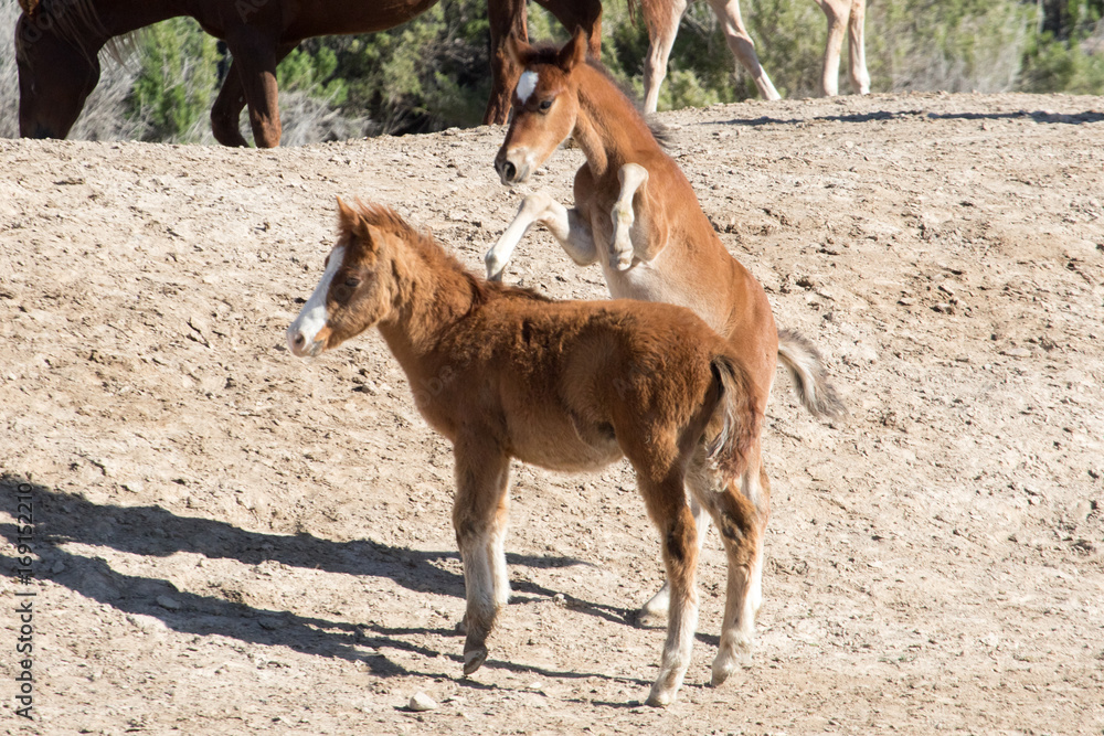 Obraz premium Wild mustang foals playing in desert