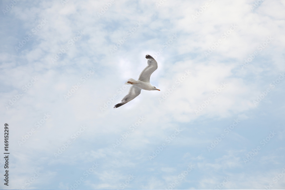 Seagull flying on sky background with clouds Seagull flying on sky background with clouds