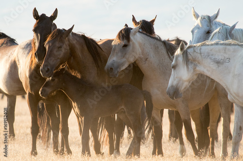 Group of wild horse mares protecting young pony