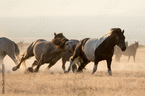 Wild mustang horses running in the desert © Wesley Aston