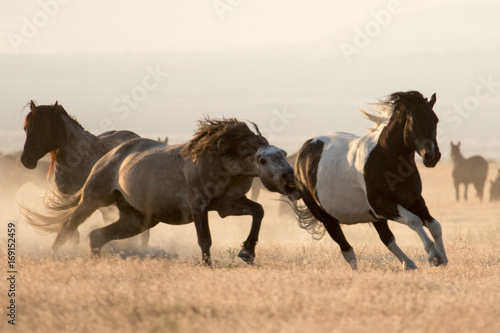 Wild mustang horses running in the desert