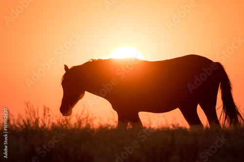 Wild horse silhouette in crimson sunset along Pony Express