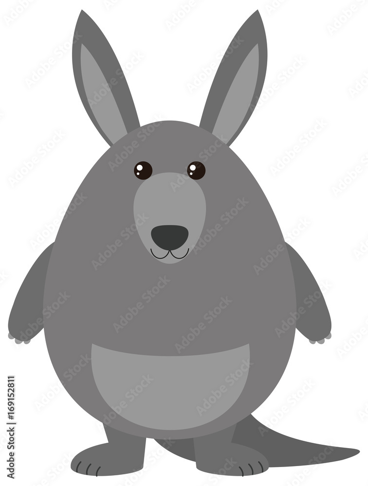 Obraz premium Gray kangaroo with happy face