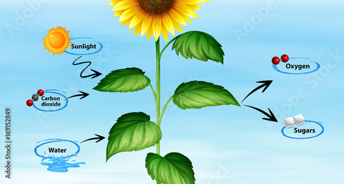 Diagram showing sunflower and photo synthesis