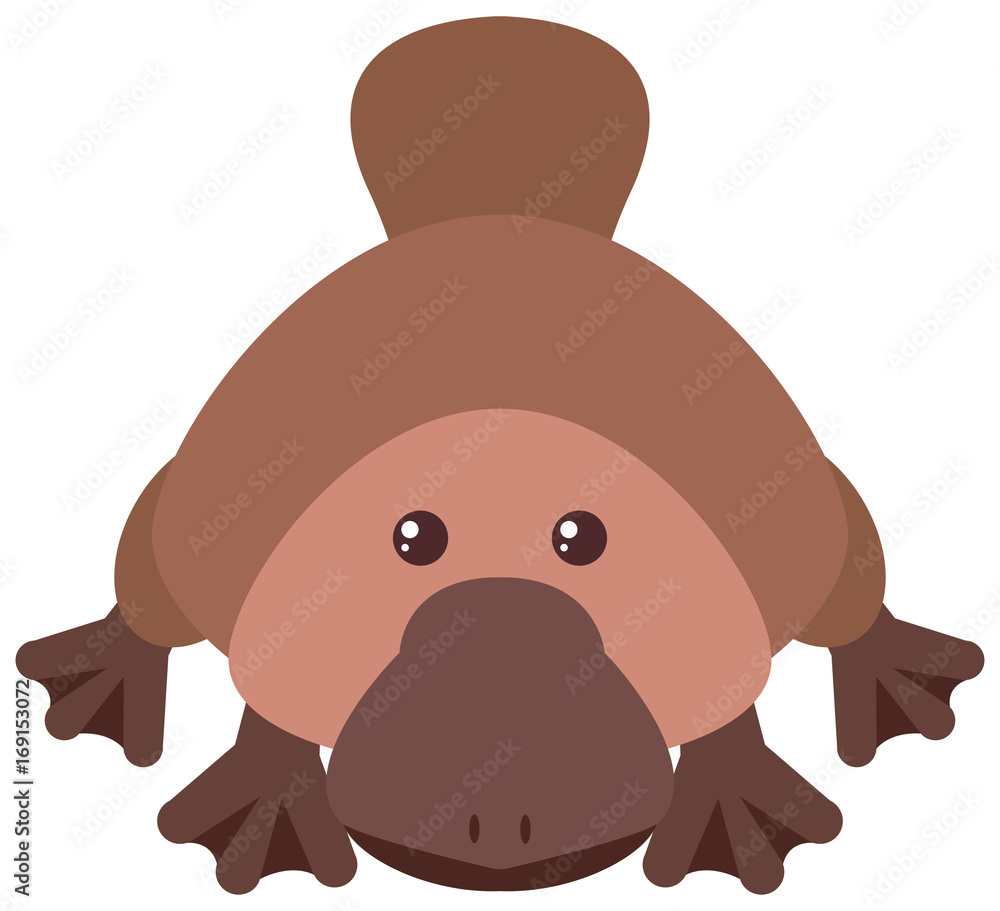 Fototapeta premium Platypus with happy face