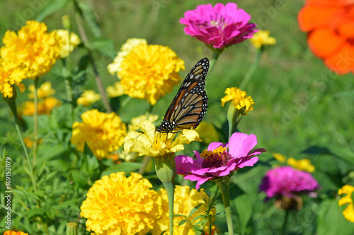 Butterfly landing on a garden of summer wildflowers © James
