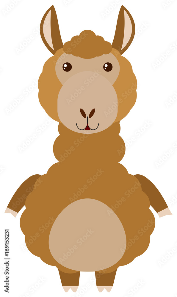 Brown alpaca on white background Brown alpaca on white background