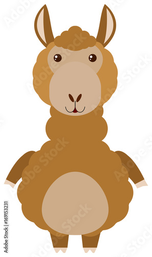 Brown alpaca on white background