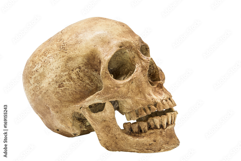 Obraz premium Human Skull isolated on white background