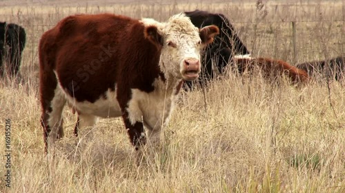 Cows eating on the field / farm. photo