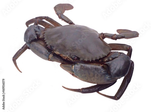 Giant mud crab isolated 