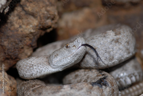 New Mexico ridge-nosed rattlesnake