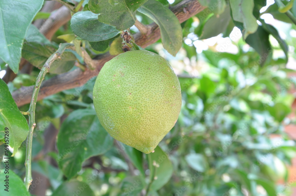 Citron vert dans son arbuste le citronnier