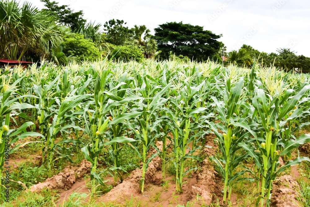 Corn field in Thailand