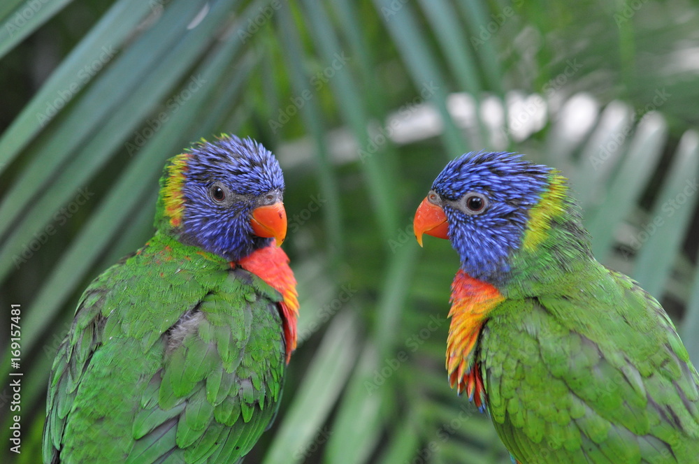 Loriquet Guadeloupe Loriquet Guadeloupe