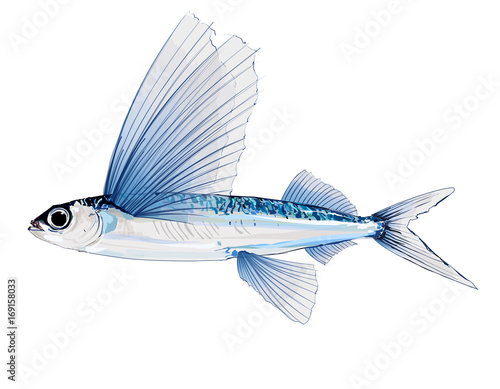 Stampa su tela Flying fish in watercolor