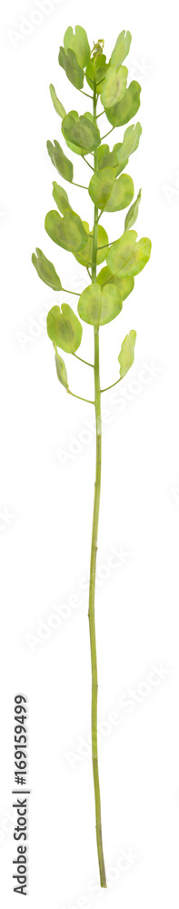 Obraz premium Field pennycress, Thlaspi arvense plant isolated on white background