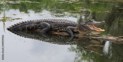 Canvastavla Alligator Sunning on a Log